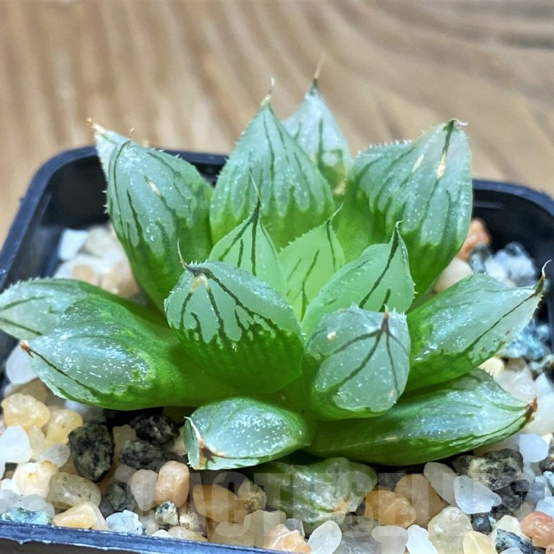 SH13182 Haworthia cooperi ‘West Asia Tsuen’