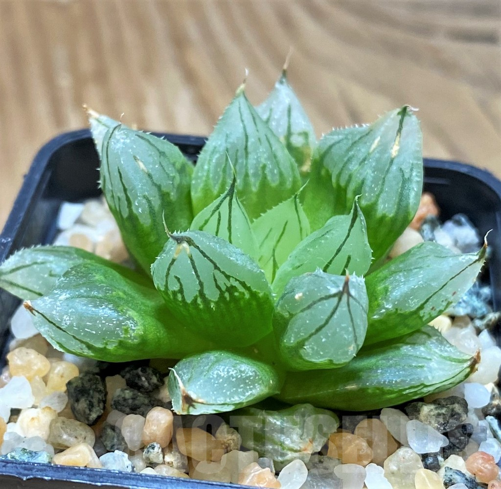 SH13182 Haworthia cooperi ‘West Asia Tsuen’
