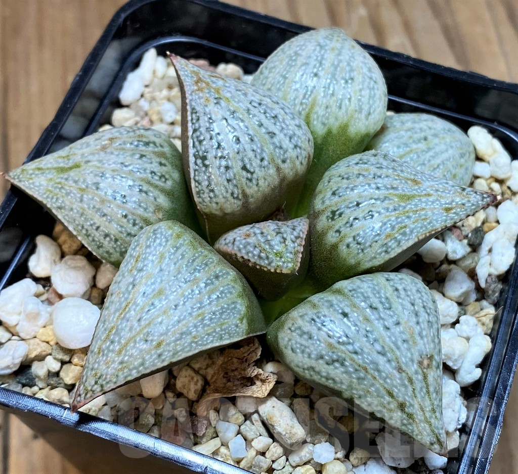 SH13184 Haworthia splendens ’Audrey Hepburn' - Image 2