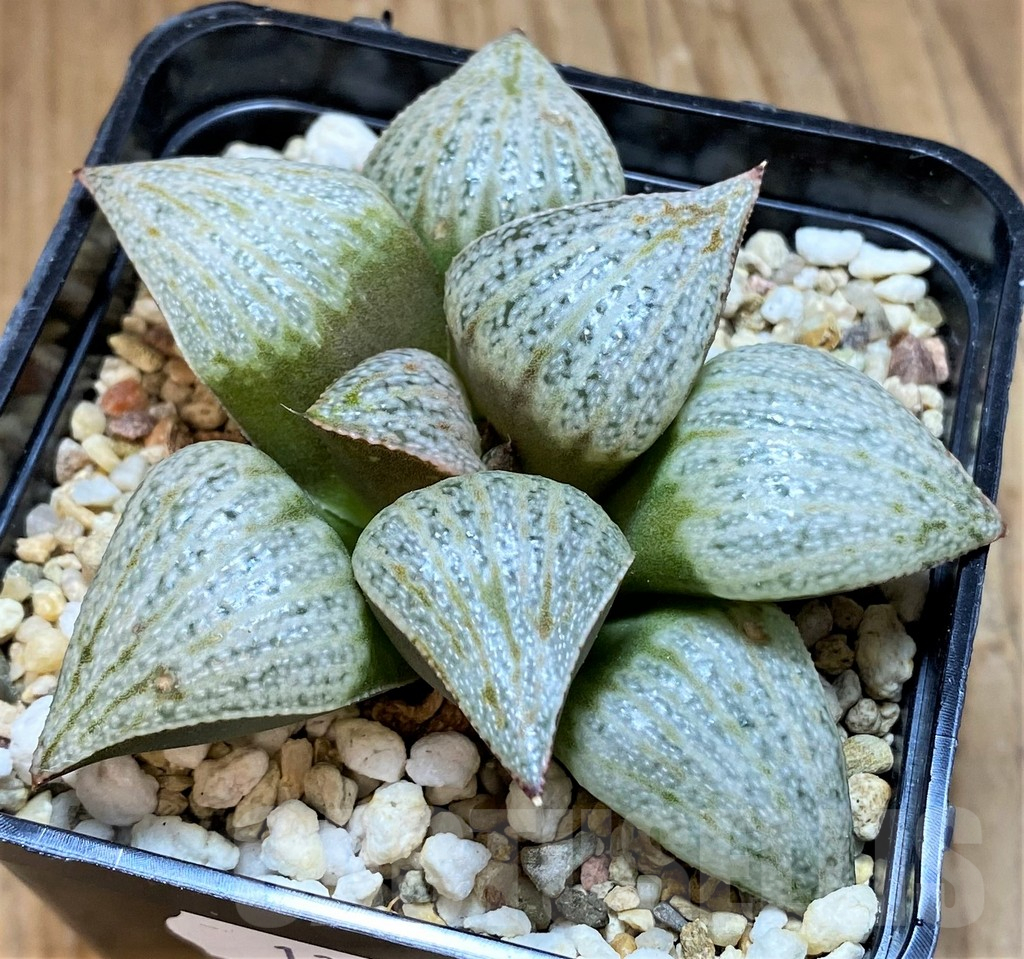 SH13184 Haworthia splendens ’Audrey Hepburn'