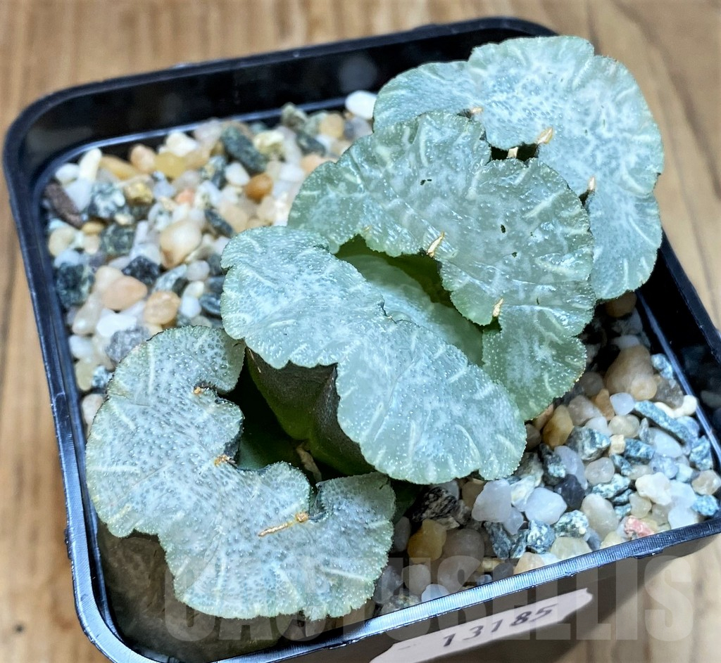 SH13185 Haworthia truncata ‘Polar Bear’ - immagine 2