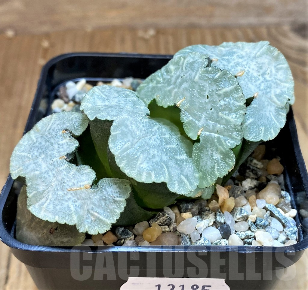SH13185 Haworthia truncata ‘Polar Bear’