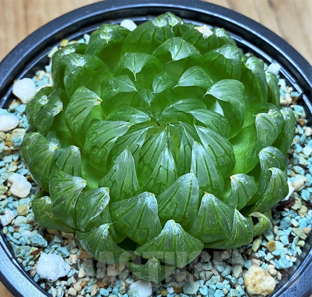 SH13186 Haworthia cooperi ‘Led mutant’
