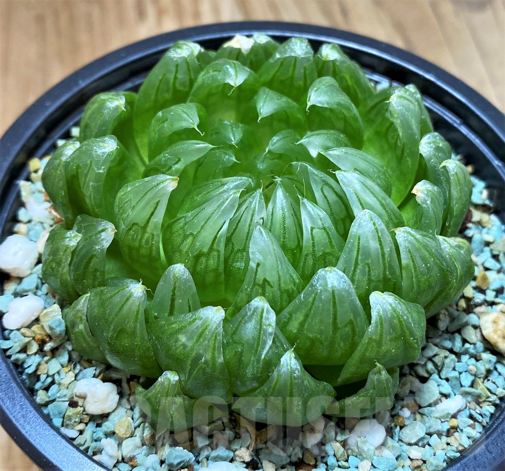 SH13186 Haworthia cooperi ‘Led mutant’ - Image 2