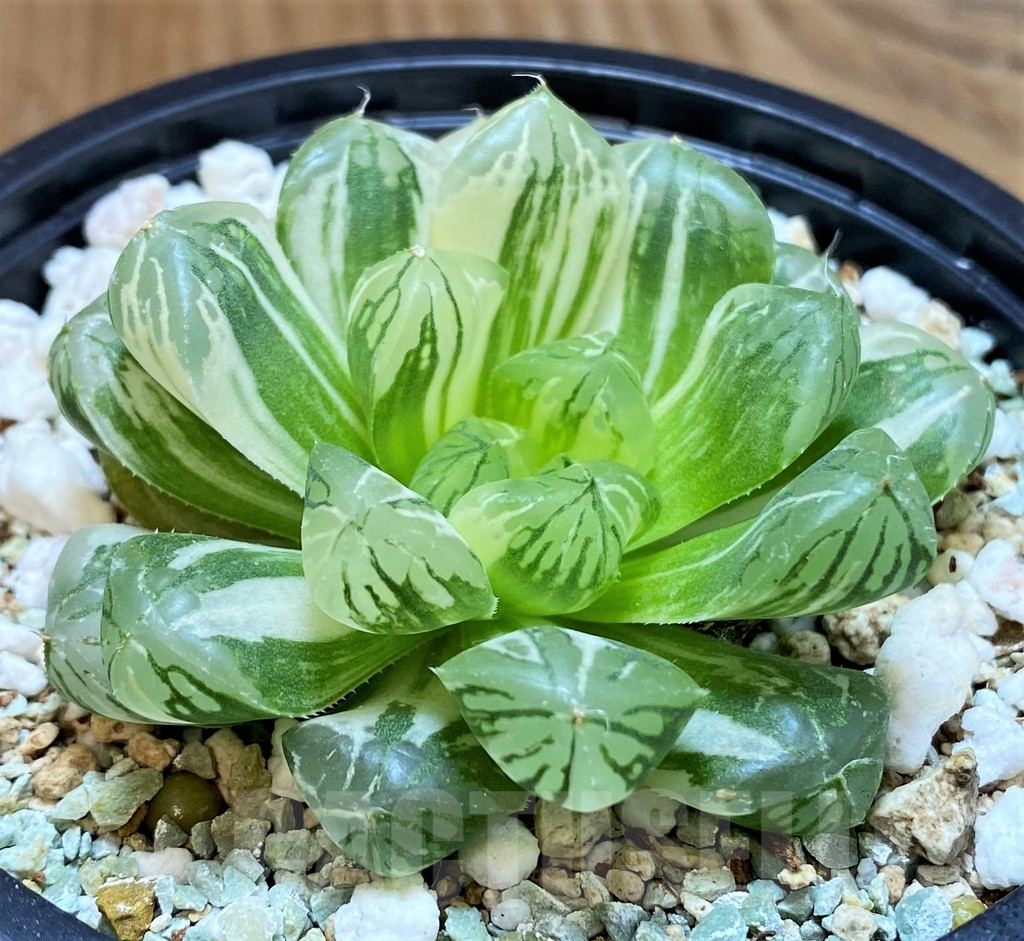 SH13187 Haworthia 'Red House' - Image 2