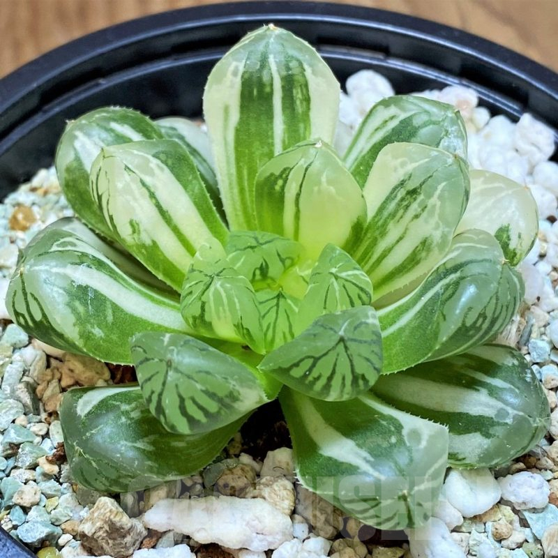 SH13187 Haworthia 'Red House'