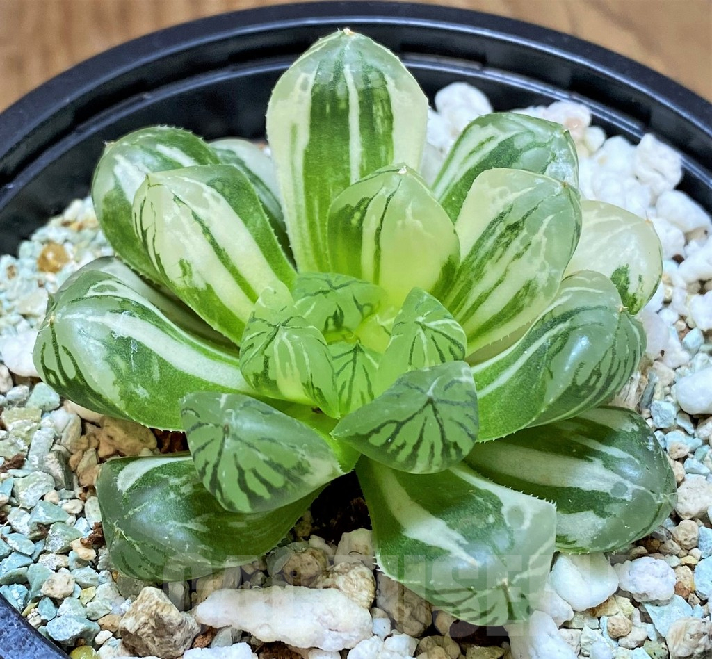 SH13187 Haworthia 'Red House'