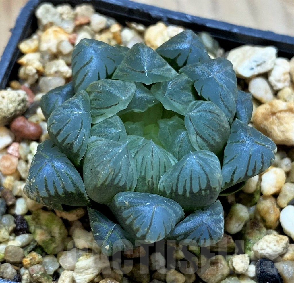 SH13146 Haworthia obtusa 'Purple Dodson' F2