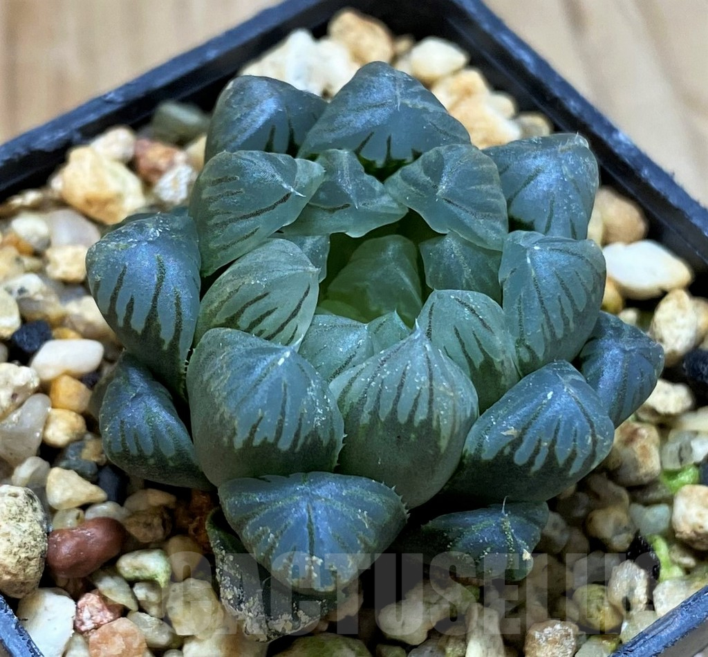 SH13146 Haworthia obtusa 'Purple Dodson' F2 - Image 2