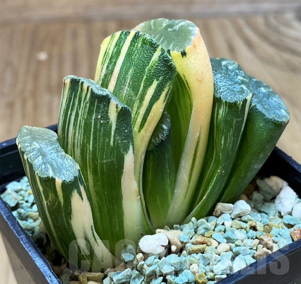 SH13148 Haworthia truncata f. variegata - Image 2