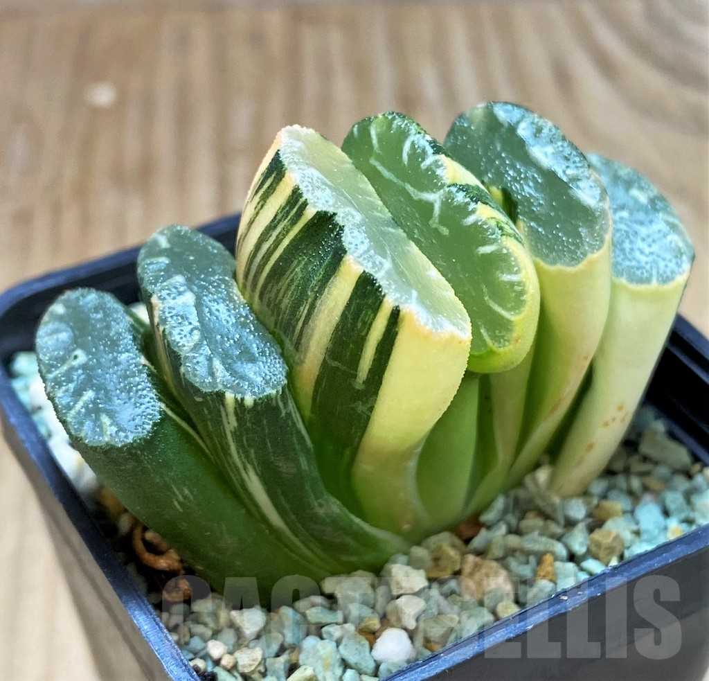 SH13148 Haworthia truncata f. variegata