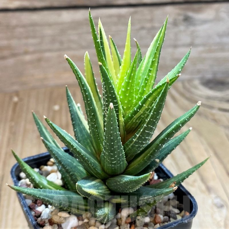 SH13150 Haworthia reinwardtii hybrid f. variegata