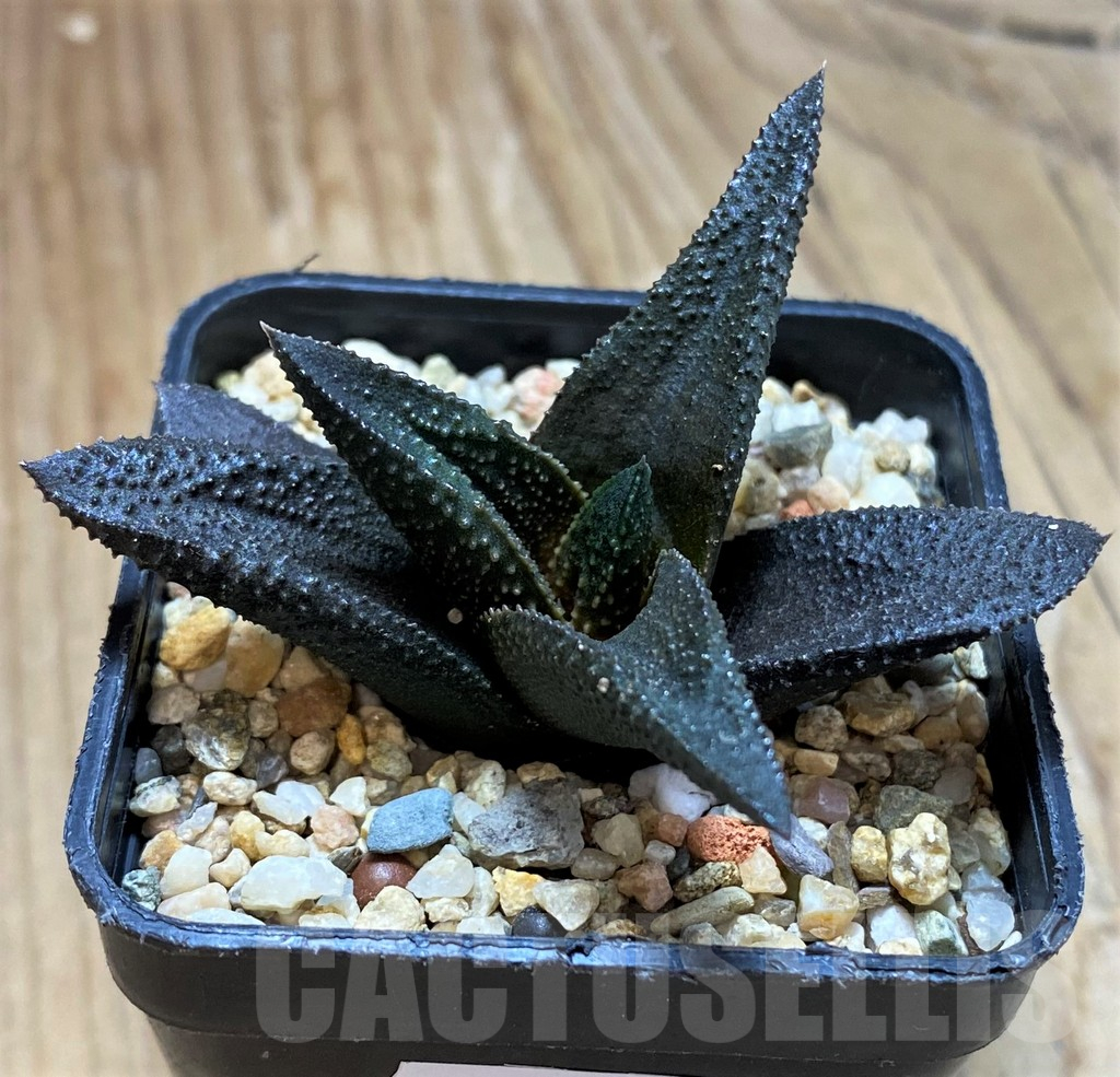 SH13151 Haworthia scabra x koelmaniorum
