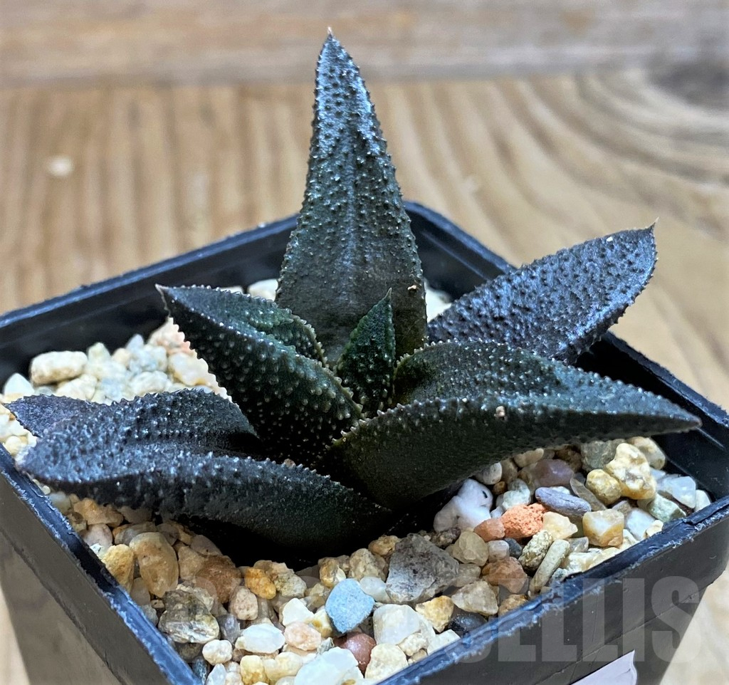 SH13151 Haworthia scabra x koelmaniorum - Image 2