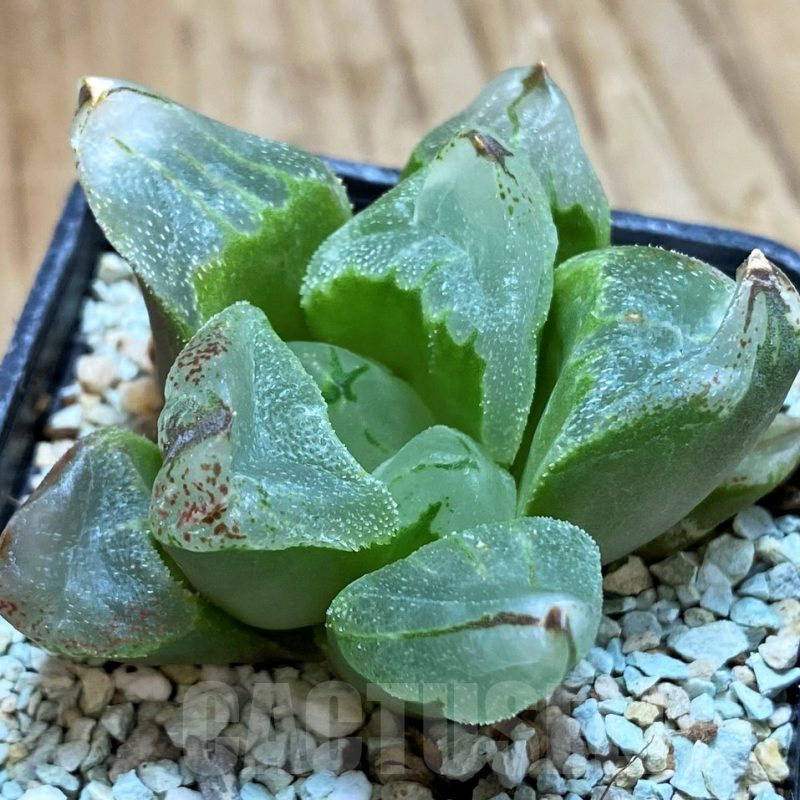 SH13152 Haworthia ‘Ice City’