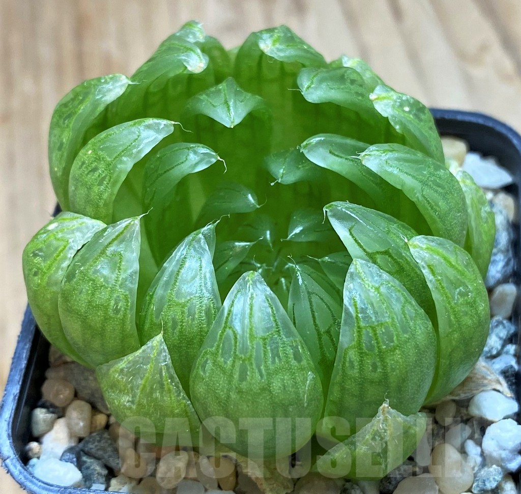 SH13154 Haworthia cooperi ‘Led mutant’ – Image 2