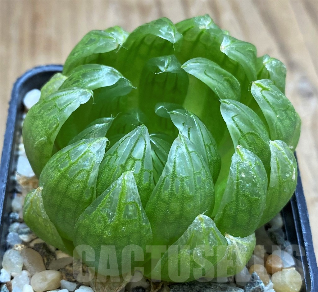 SH13154 Haworthia cooperi ‘Led mutant’