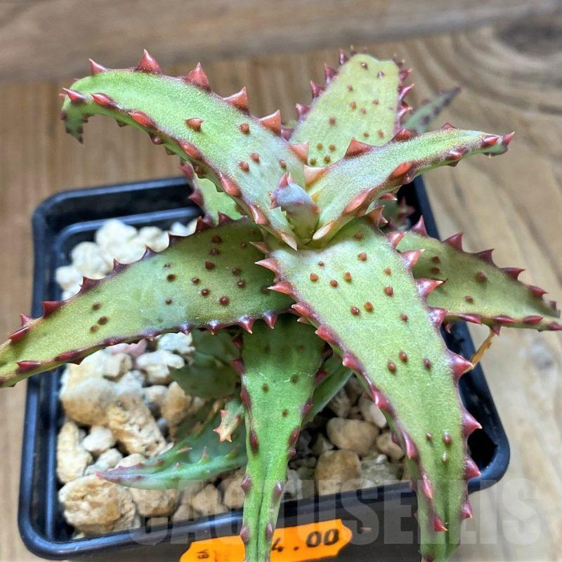 SH13297 Aloe castilloniae