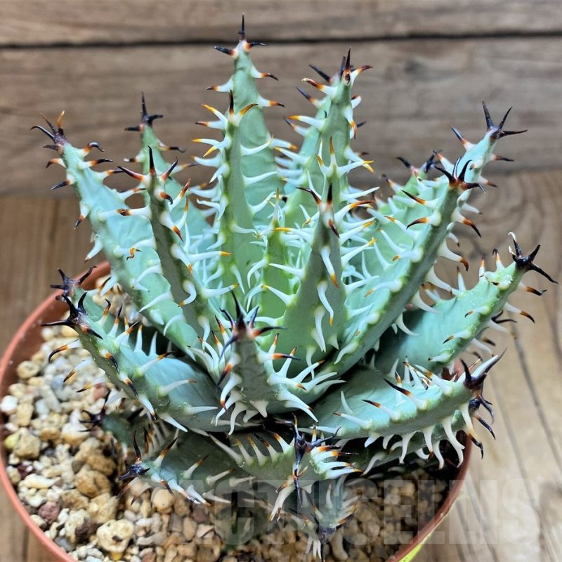 SH13298 Aloe erinacea