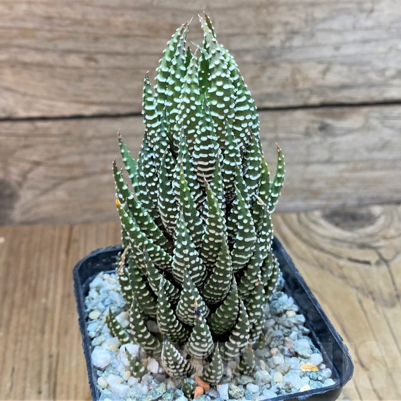 SH13299 Haworthia reinwardtii v. kaffirdriftensis SH