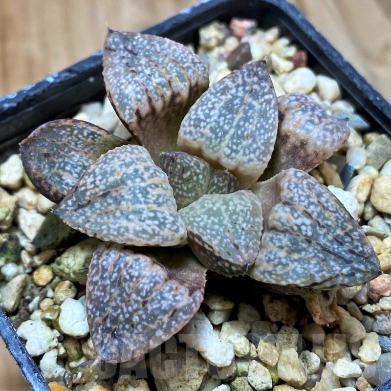 SH13300 Haworthia picta -Japan-