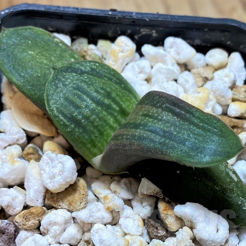 SH13305 Gasteria hybrid -Japan-