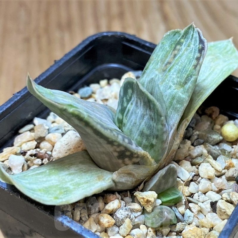 SH13307 Gasteria nigricans f. variegata