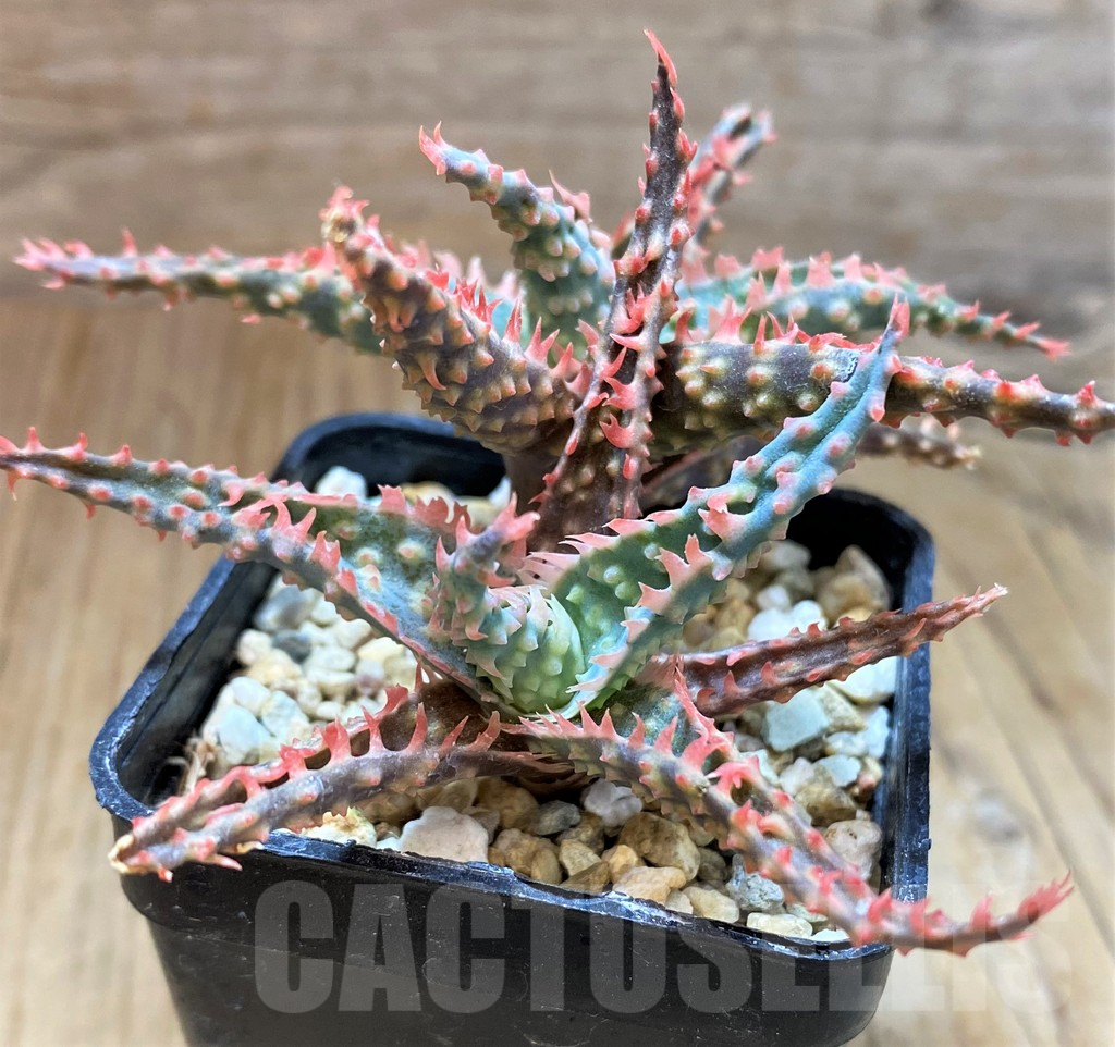 SH13268 Aloe TCT hybrid - Image 2