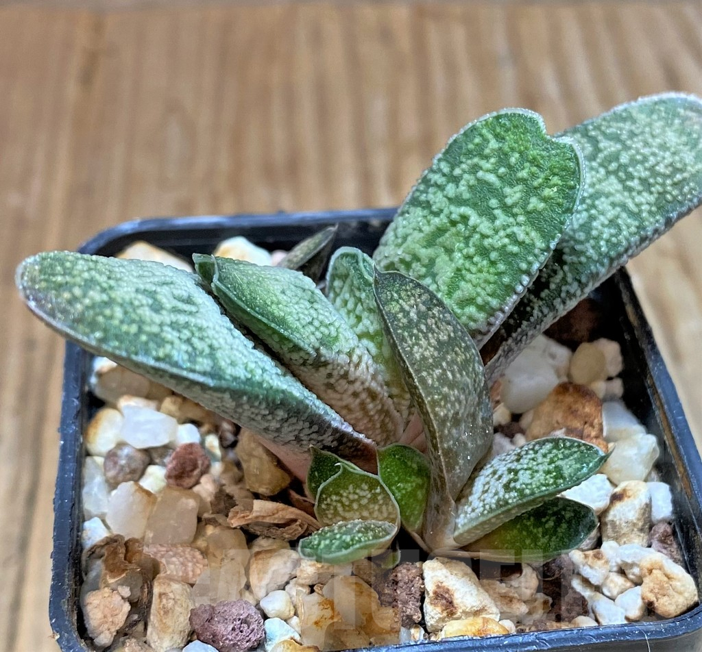 SH13311 Gasteria baylissiana - immagine 2