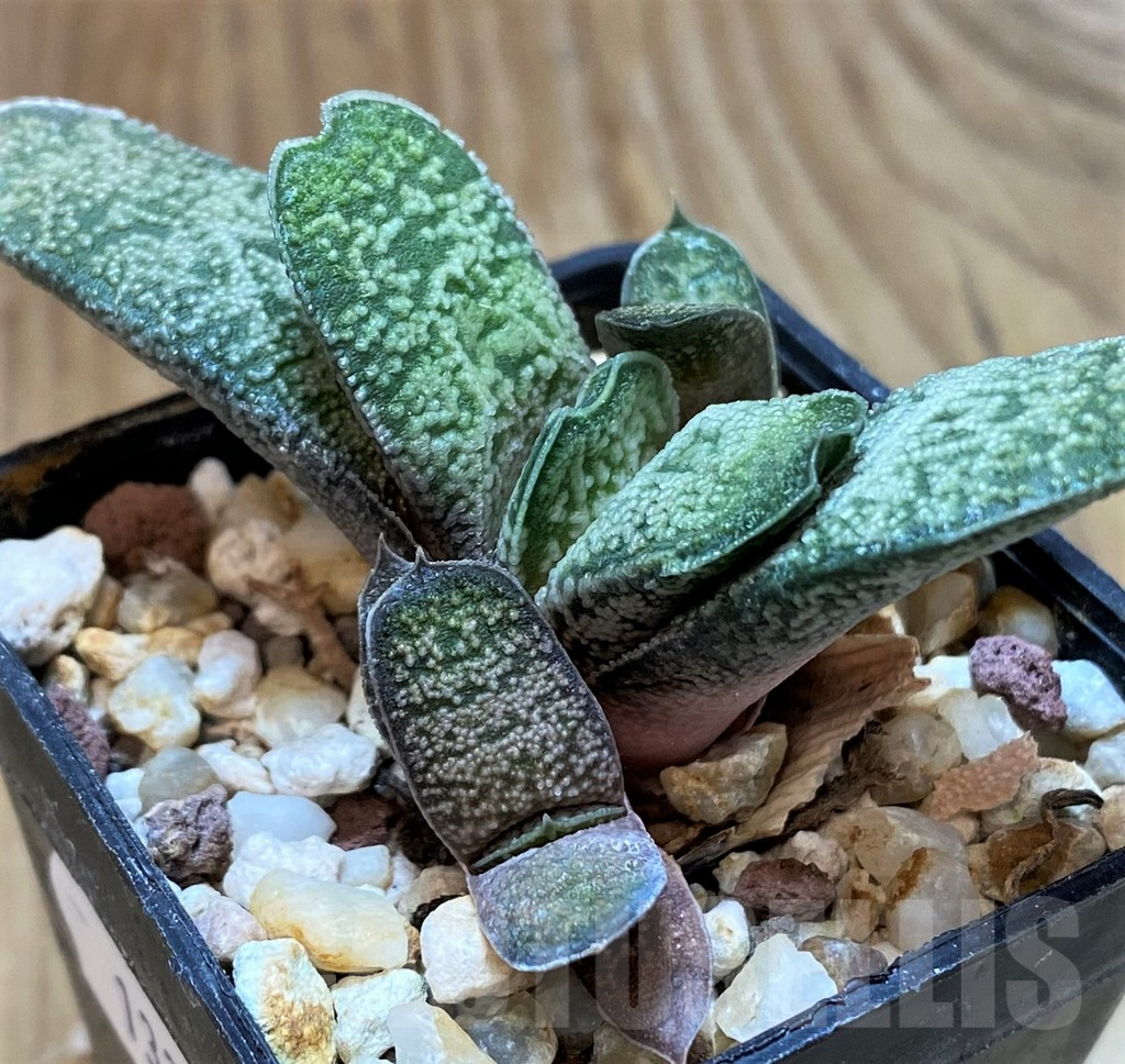 SH13311 Gasteria baylissiana
