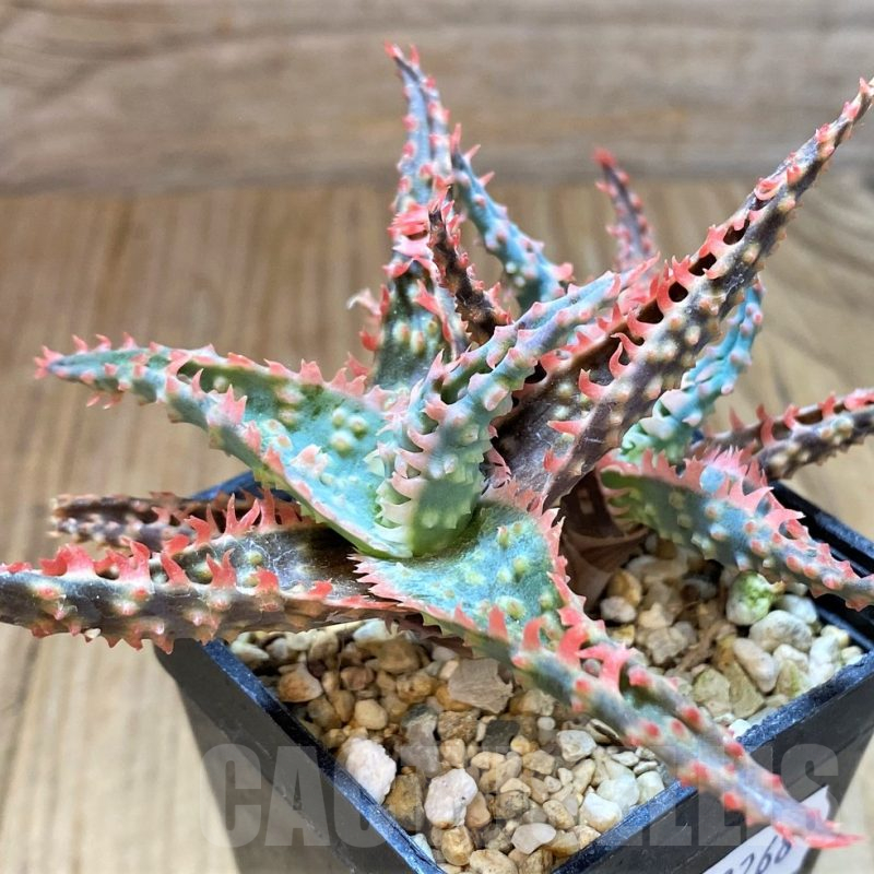 SH13268 Aloe TCT hybrid