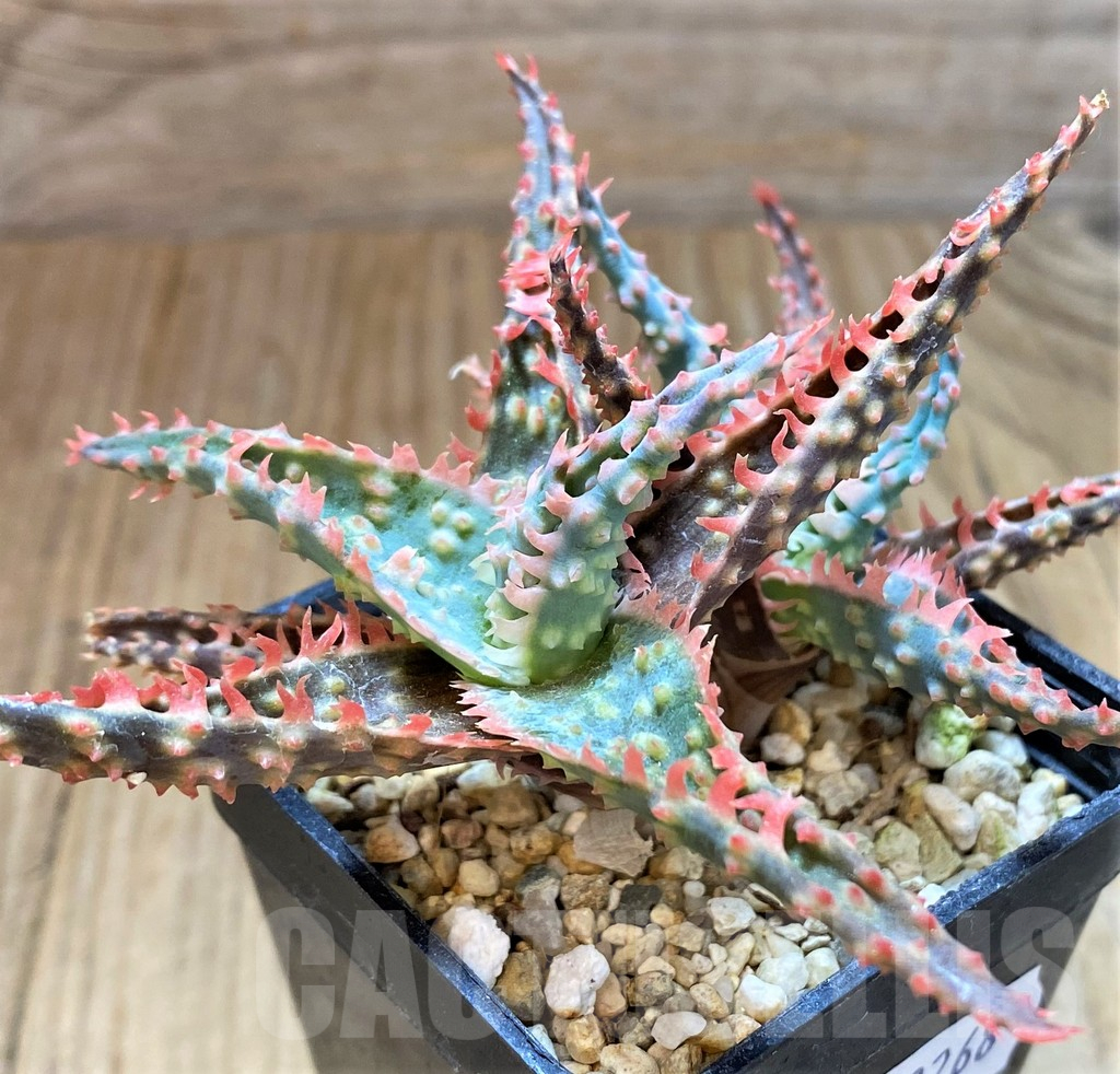 SH13268 Aloe TCT hybrid