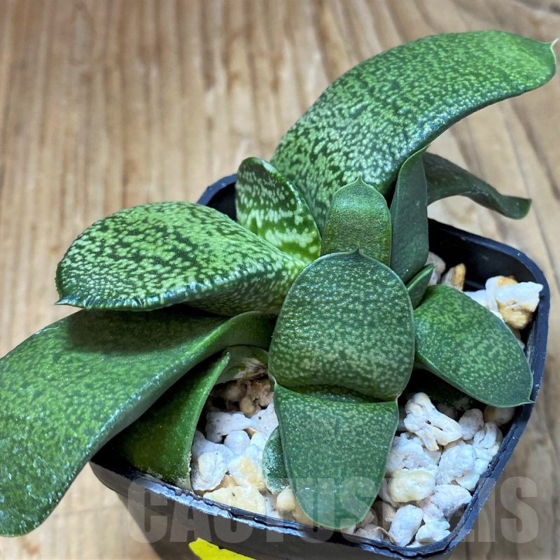 SH13314 Gasteria armstrongii
