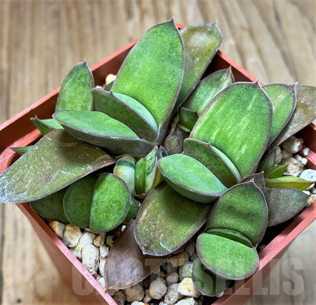 SH13317 Gasteria glomerata f. variegata
