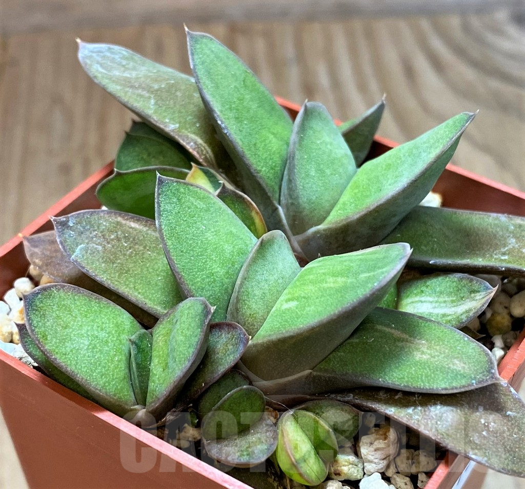 SH13317 Gasteria glomerata f. variegata - Image 2