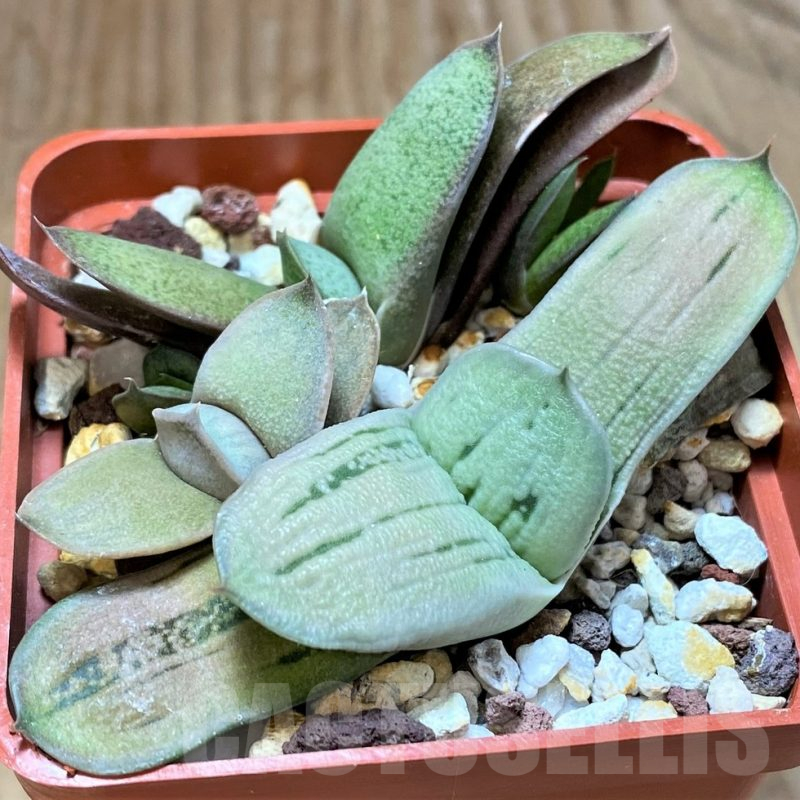 SH13318 Gasteria hybrid mix