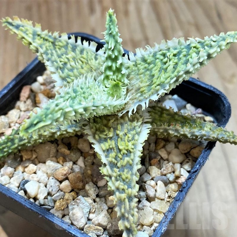 SH13269 Aloe TCT hybrid
