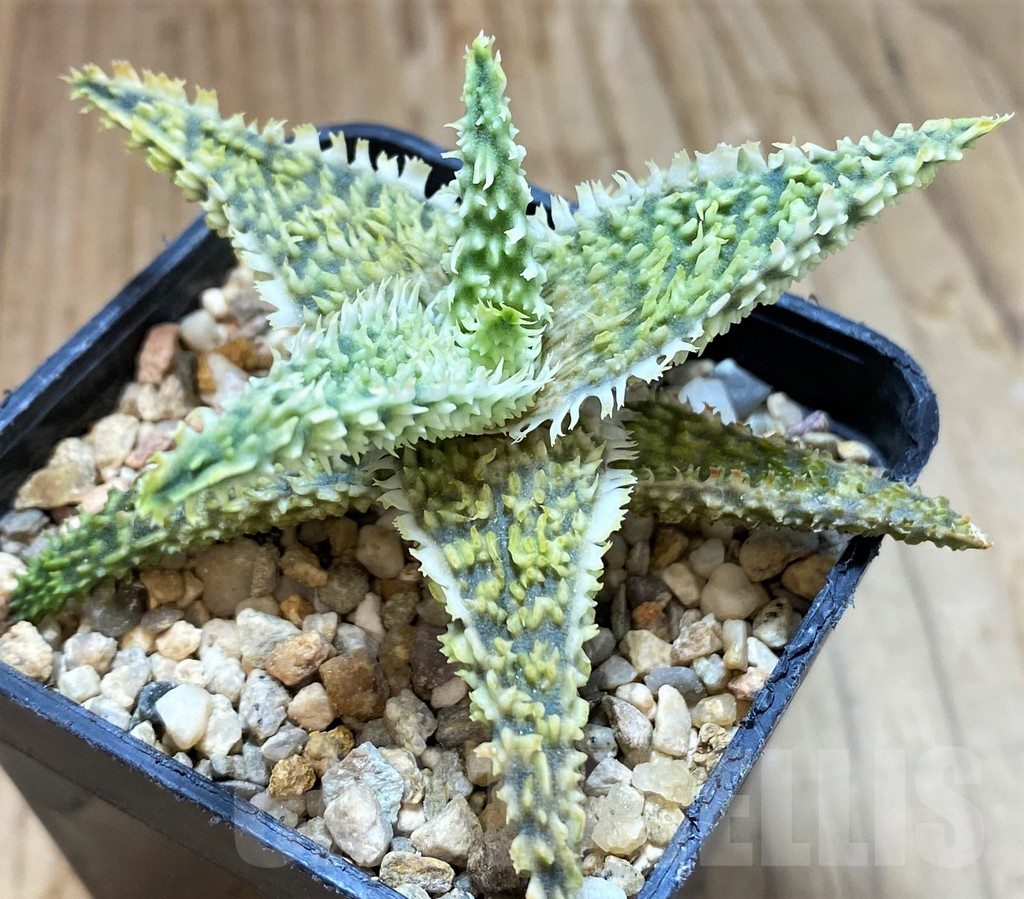 SH13269 Aloe TCT hybrid
