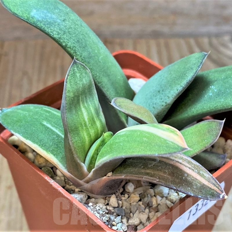 SH13320 Gasteria glomerata hybrid -Japan-