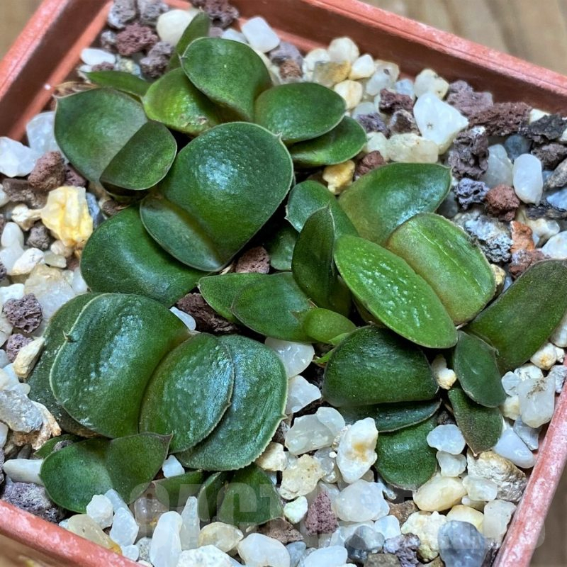 SH13321 Gasteria armstrongii -Japan-, seedling