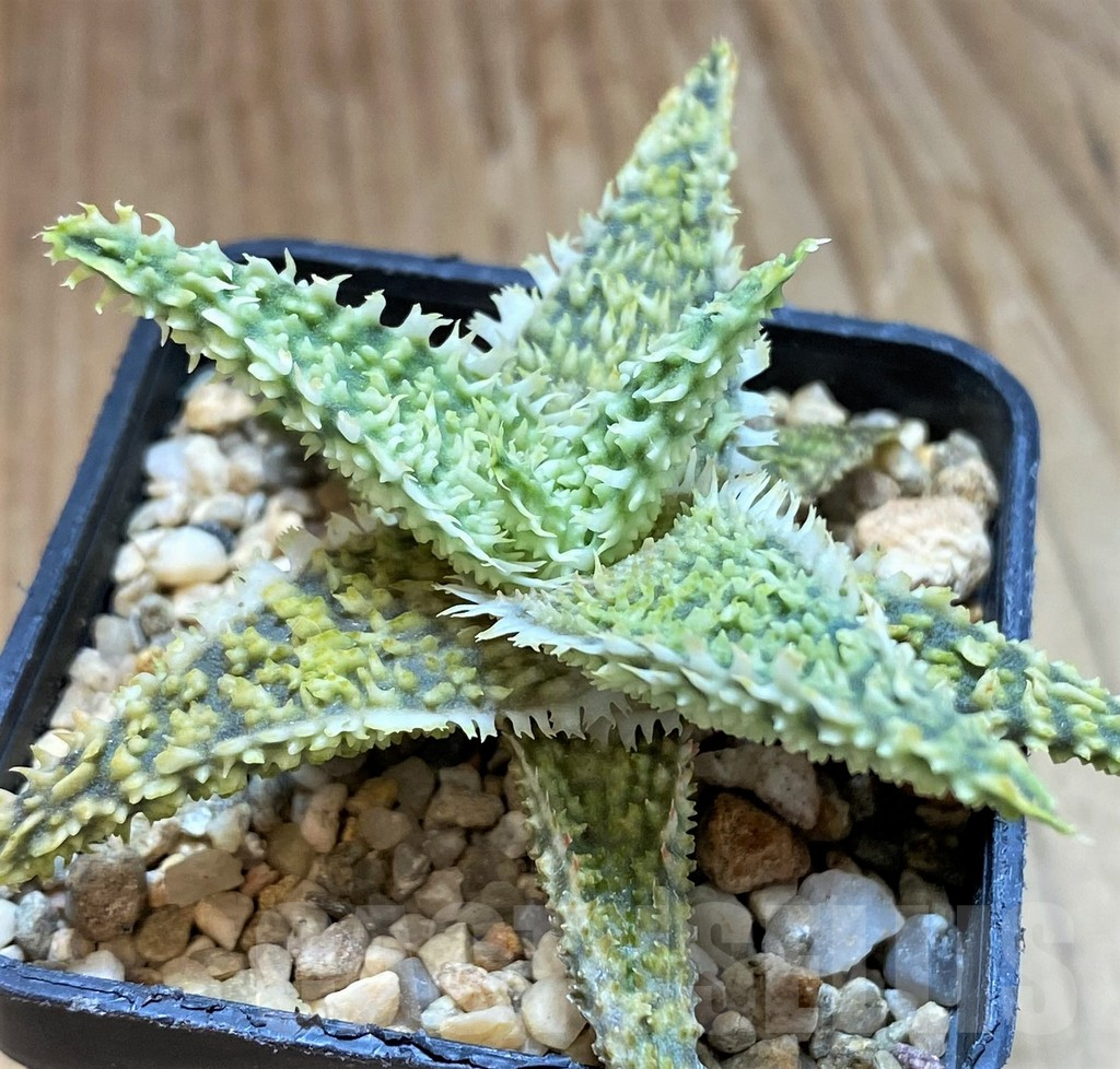 SH13269 Aloe TCT hybrid - Image 2