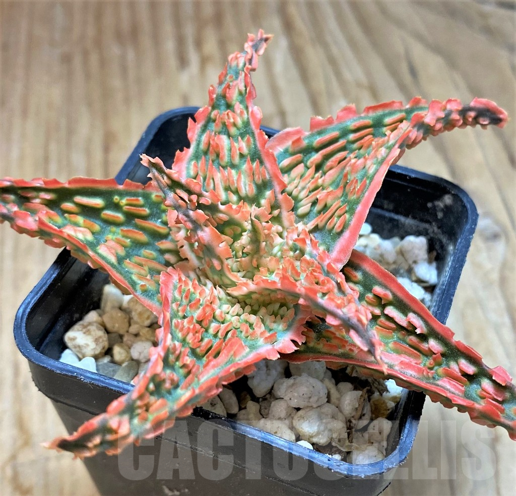 SH13270 Aloe TCT hybrid - Image 2