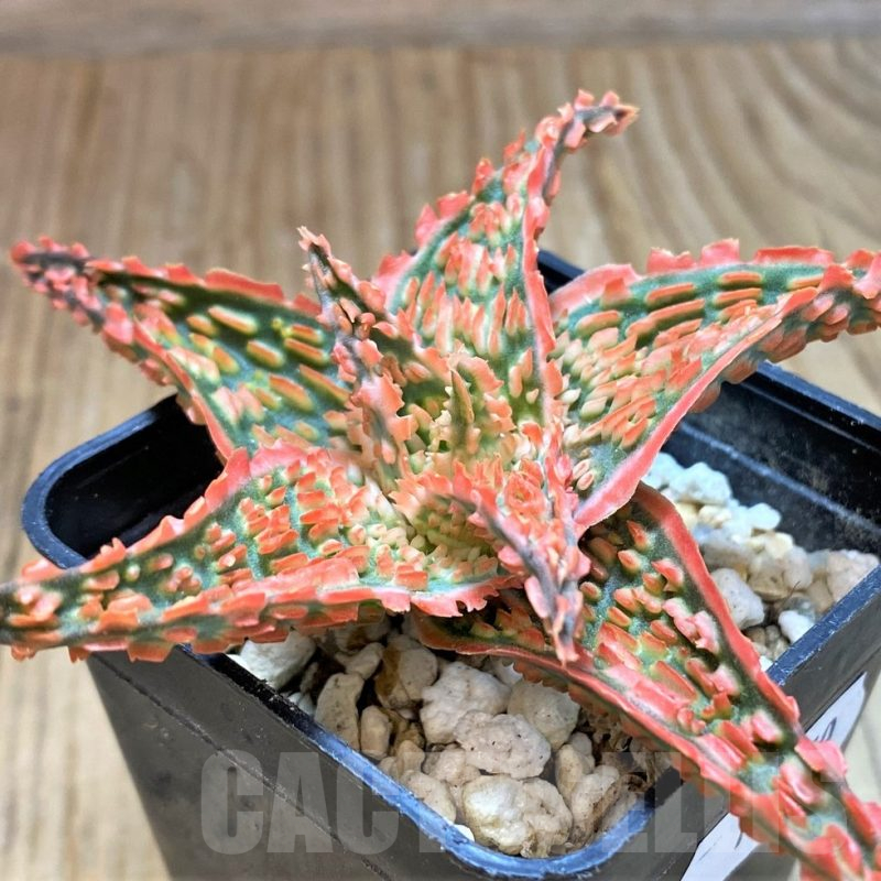 SH13270 Aloe TCT hybrid