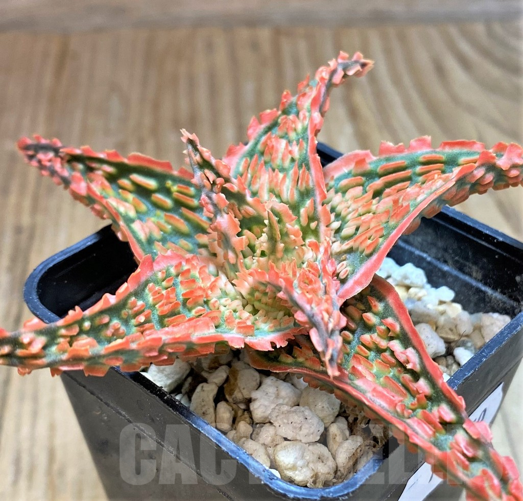 SH13270 Aloe TCT hybrid