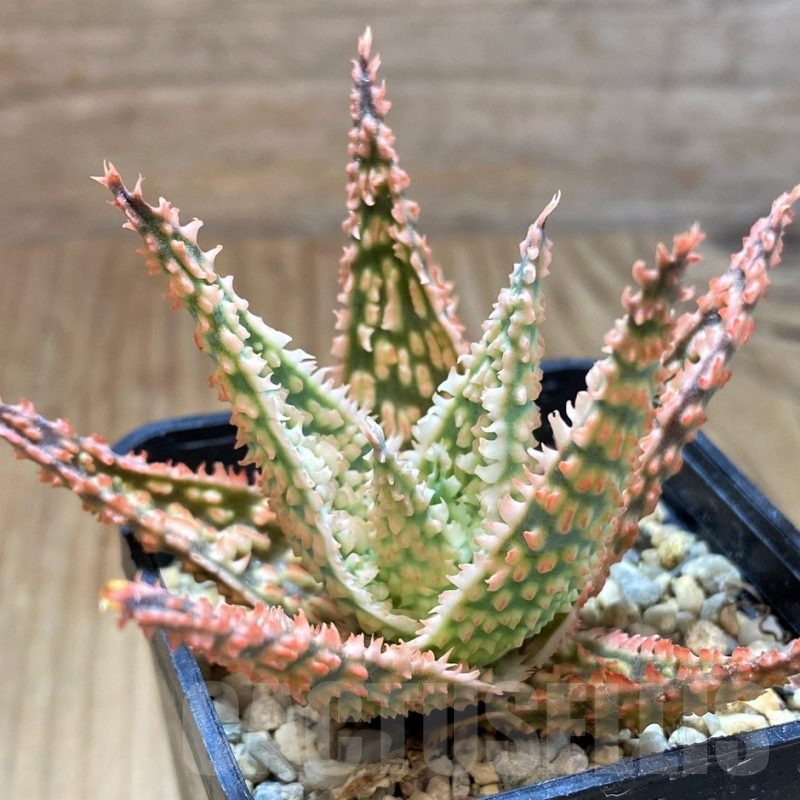 SH13271 Aloe TCT hybrid