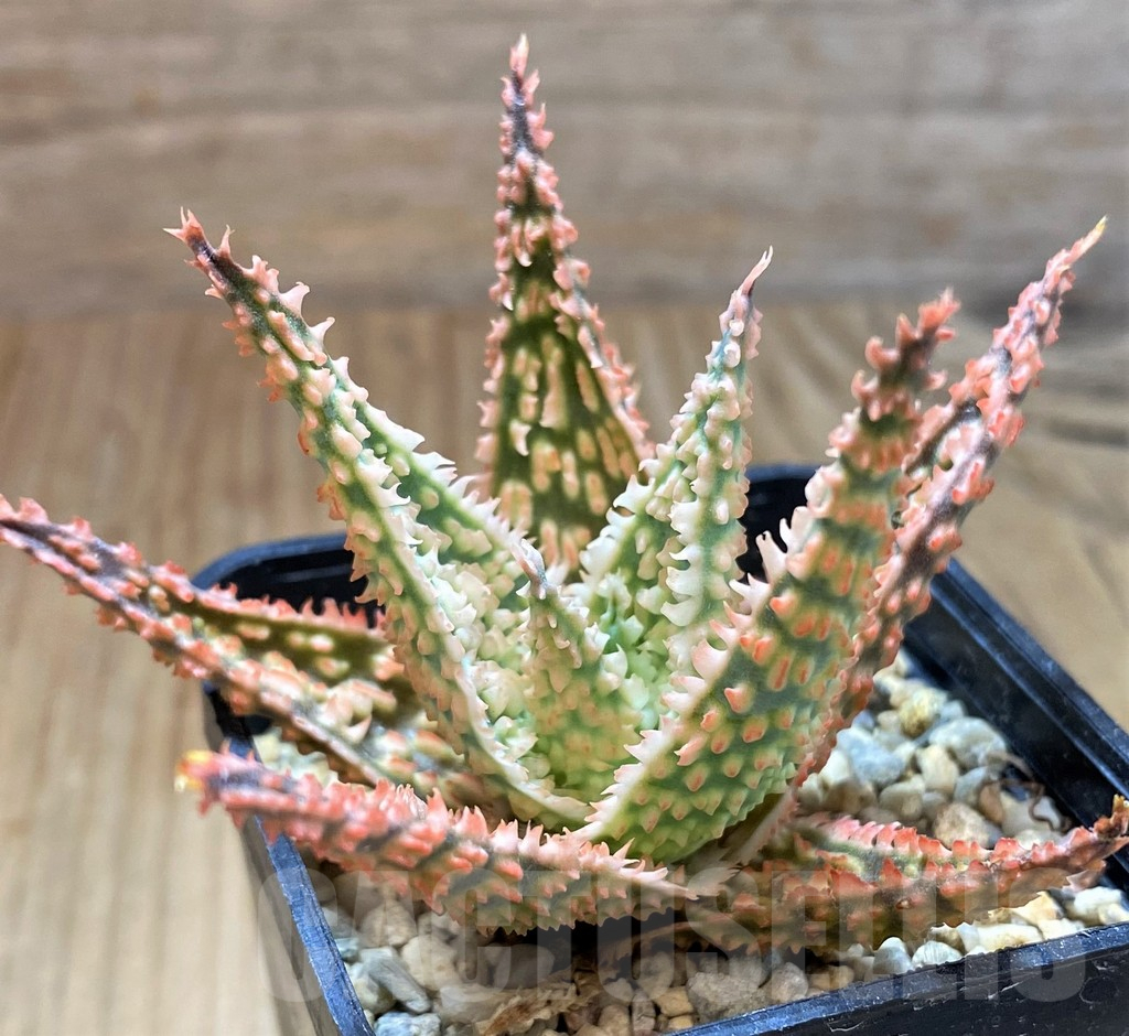 SH13271 Aloe TCT hybrid