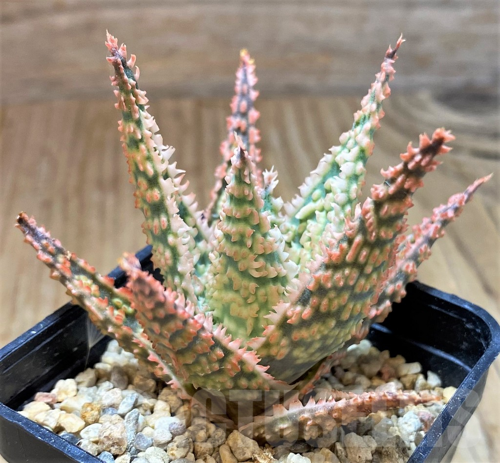 SH13271 Aloe TCT hybrid - Image 2