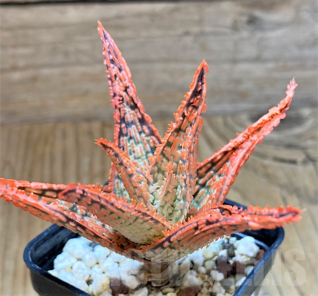 SH13272 Aloe TCT hybrid - Image 2