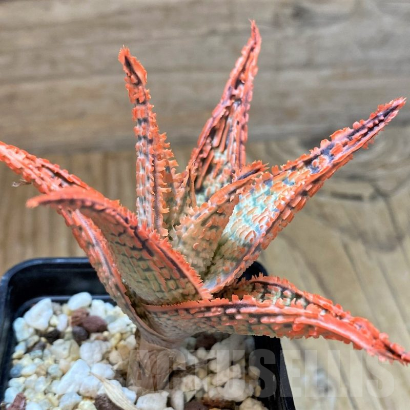 SH13272 Aloe TCT hybrid