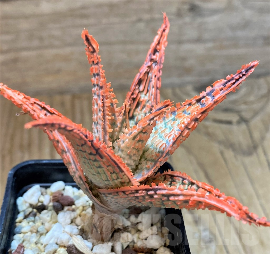 SH13272 Aloe TCT hybrid